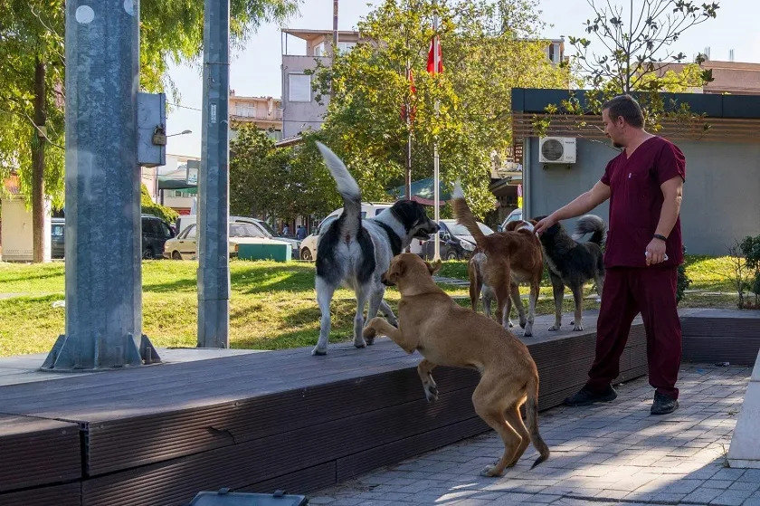 11 ilçede sahipsiz hayvan sayımı tamamlandı