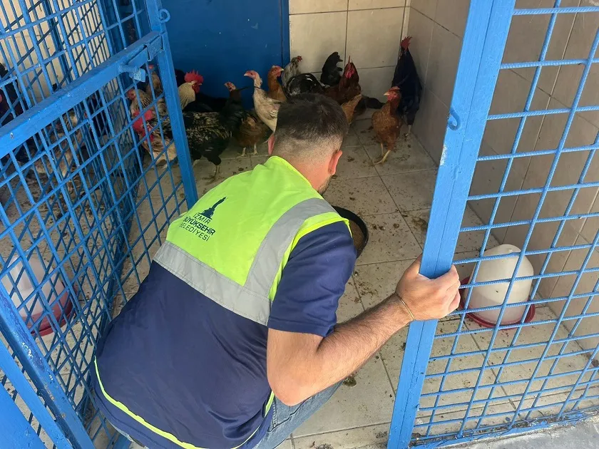 İzmir’deki yangından kurtarılan tavuklarına kavuştu