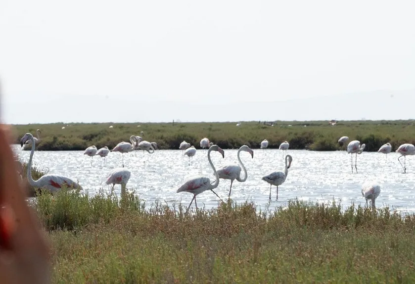 Flamingo Yolu turları başladı